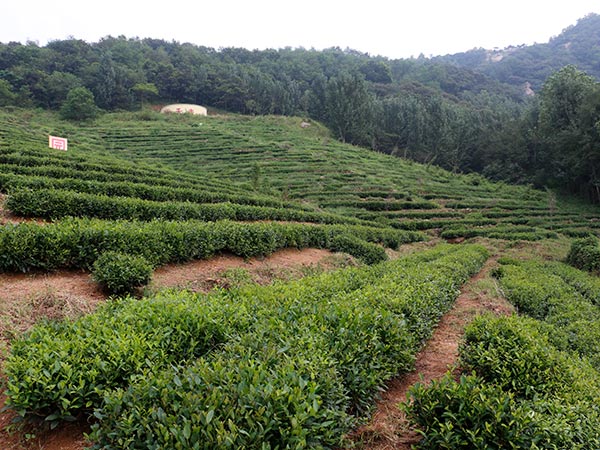 茶园展示