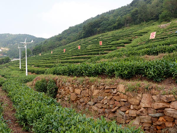 茶园展示
