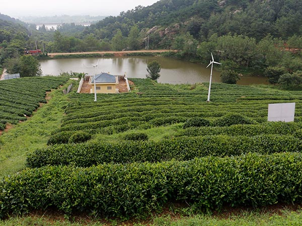 茶园展示
